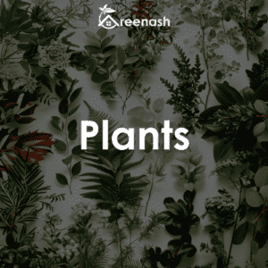Plants