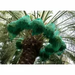 date palm fruit protection bag
