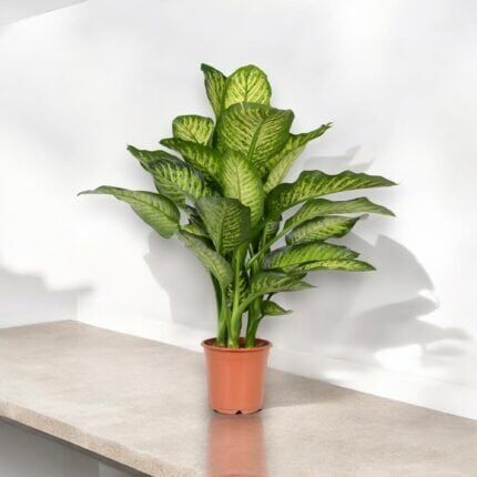 Dieffenbachia