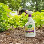 garden safe fungicide 3