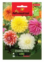 Vibrant Plume-Like Blooms for Stunning Garden