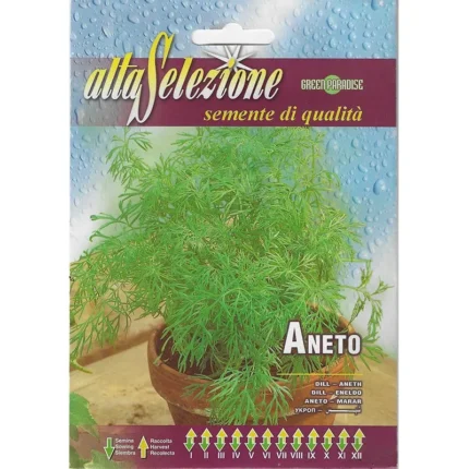 alta selezione dill (aneto) premium quality seeds – aromatic culinary and medicinal herb