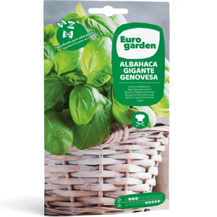Genoese Giant Basil