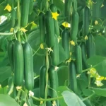 Hybrid Cucumber Selvador F1