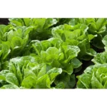 Hybrid Lettuce Spain Land F1