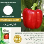 Hybrid Pepper Aseel F1