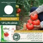 Hybrid Tomato Bavaria1