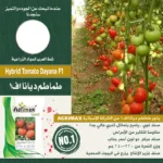 Hybrid Tomato Dayana F11